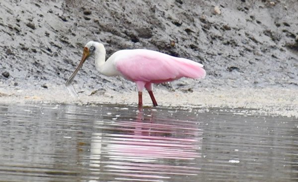 Endangered Roseate Spoonbill