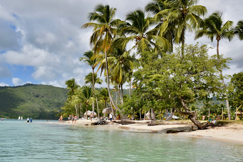 Beach of Sainte Anne, palm trees