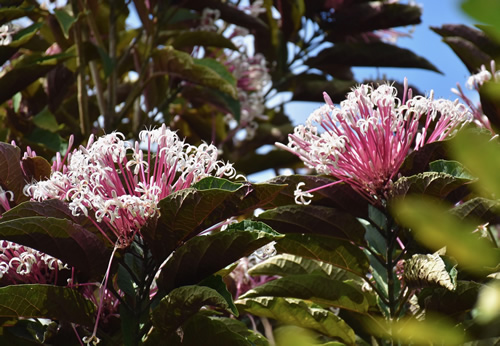 Exotic flower in Jardin de Bonville.