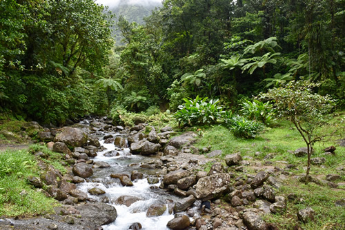 Tropical forest along 'La Trace des Jesuites' in Northern Martinique.