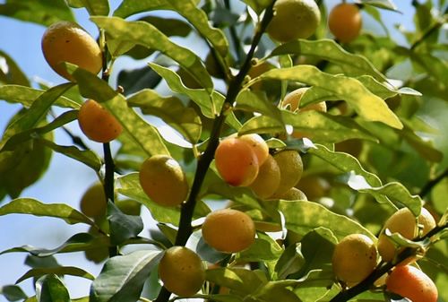 Kumquat tree in Martinique.