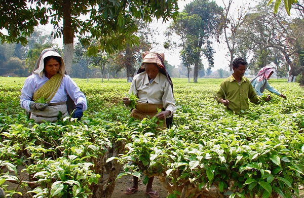 Tea pluckers at work