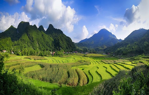 The rice fields in a valley amidst the mountains of Vietnam.