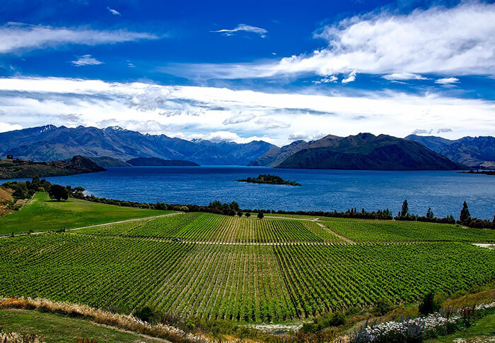 Volunteer in New Zealand at vineyards