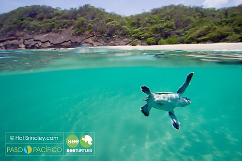 Turtle in Costa Rica.