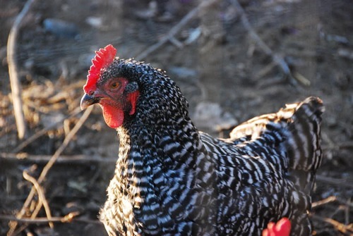 Hearing the rooster while he struts about in the country while you travel.