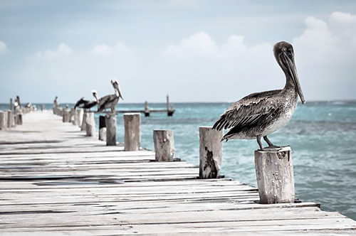 Pelicans sit on pilings on a quiet pier stickig out into the ocean.