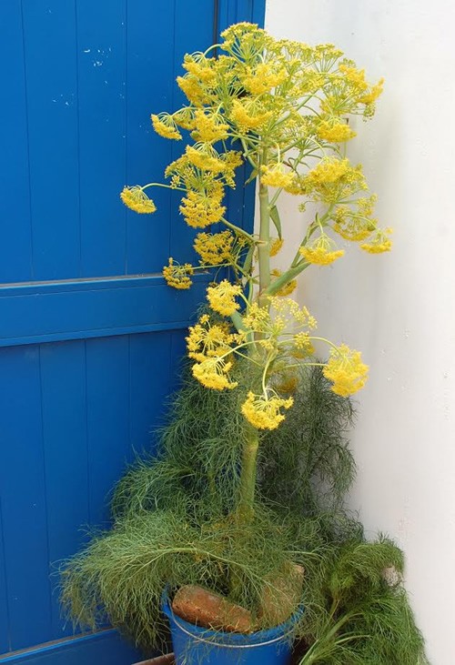 Giant fennel