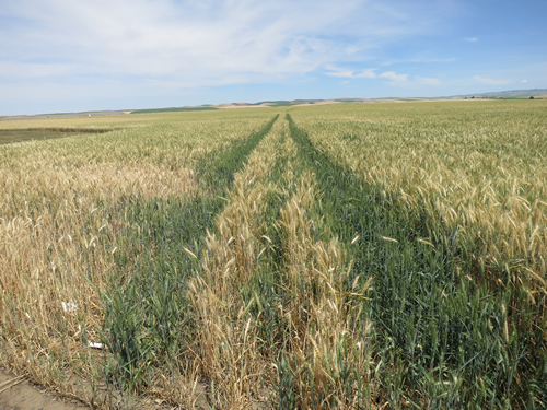 An endless field from How to Fall in Love with the Flatlands.