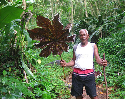 Grenada nature hiking guide.