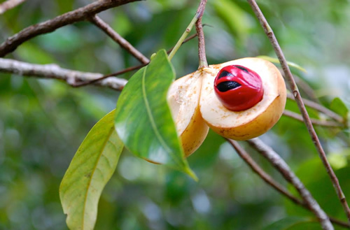 Nutmeg plantation, Banda Besar, in West Papua.