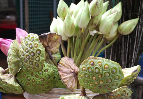 Lotus flower in Kuala Lumpur.