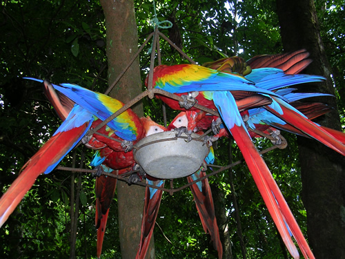 Feeding Macaws in Costa Rica.