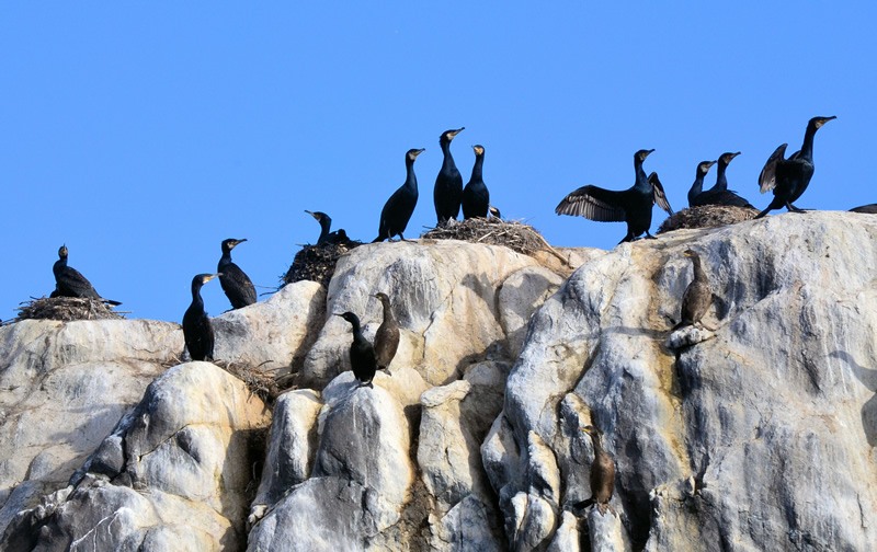 Senja morning Cormorants.