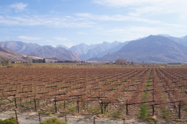 Wine country outside Cape Town as seen from the train