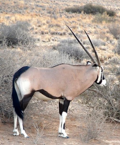 Gemsbok