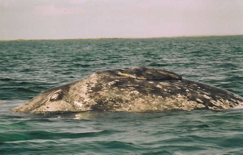 Baby asleep on mother whale near San Ignacio, Mexico.