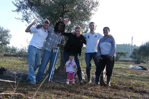 Olive picking volunteering on a farm in Spain with the family.