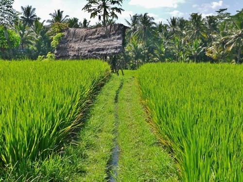 A path through rice paddies with palms trees surrounding them in Bali.