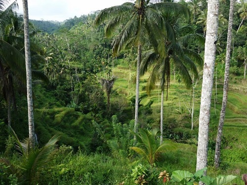 A tropical forest with palm trees and around rice paddies in Bali.