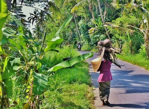 An old woman carrying heavy coconut husks on her head.