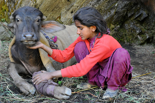 Injured calf with the Van Gujjar tribe in India.