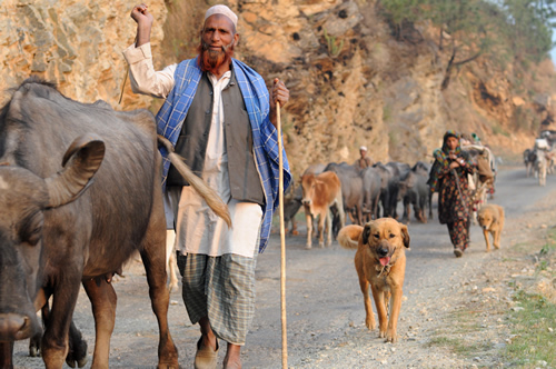 Man leading buffalo with the Van Gujjar tribe in India.