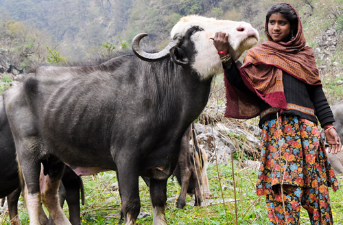 Gofu with a member of a buffalo herd of the Van Gujjar tribe in India.