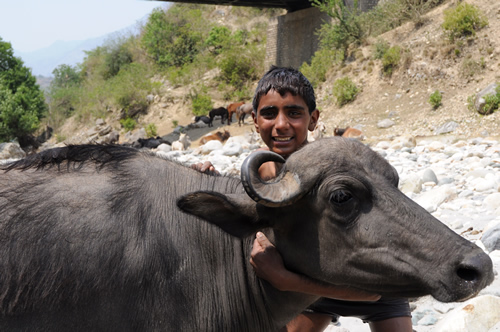 Young man with buffalo, Van Gujjar tribe in India.