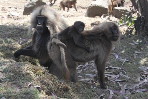 Baboon family in Ethiopia.