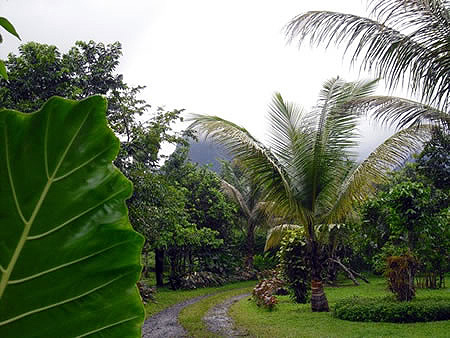 Sao Tome landscape with palm trees in West Africa.