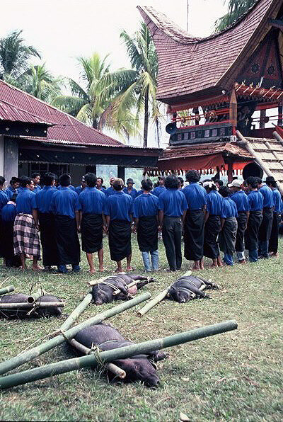 Pigs sacrificed in ritual in Tana Toraja, Indonesia.