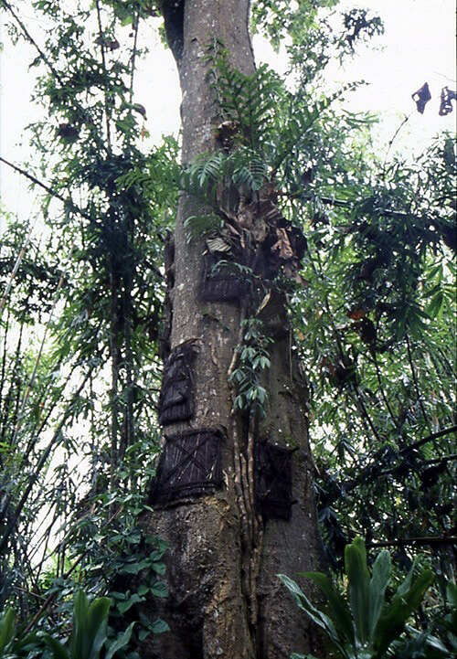 Baby Grave Tree in Tana Toraja, Indonesia.