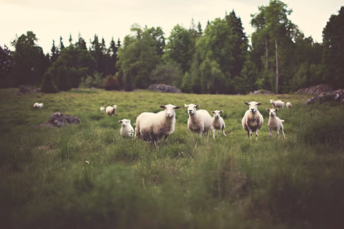 Eco-travel and seeing sheep in the green grass.