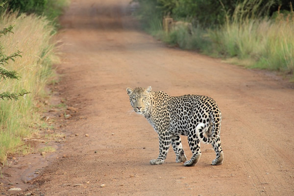 Eco-travel and the wisdom of leaving a tiger alone in the wild.