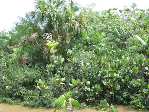 Howler monkeys in Belize.