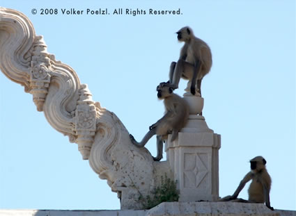 Three lemurs sitting atop a momument in India makes for a fascinating photography subject.