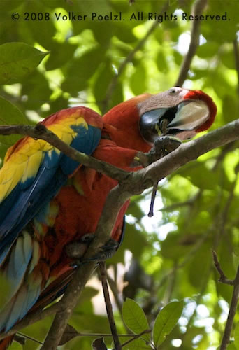 A maxaw sitting on a branch in the forest makes for a colorful photography subject.