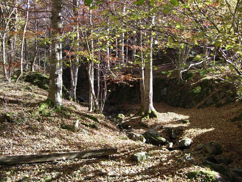 Enchanted forest in Rioja near the San Millan sacred cave.