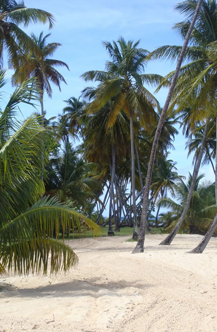 Pigeon Point, Tobago.