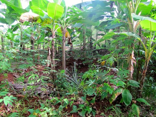 Farm jobs: A permaculture forest.