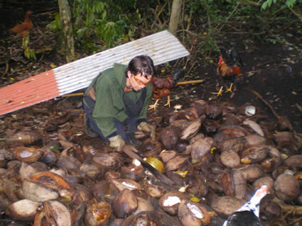 Woman caring for an chopping coconuts in half.