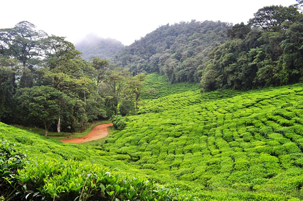 Green tea fields in the mountains of Colombia.