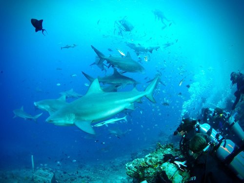 Volunteer to help sharks in Fiji.