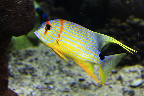 Volunteer to conserve the great barrier coral reef and aquatic wildlife in Australia.