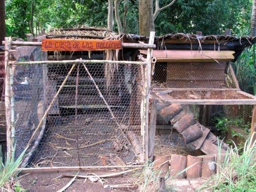 Volunteer job in chicken coop