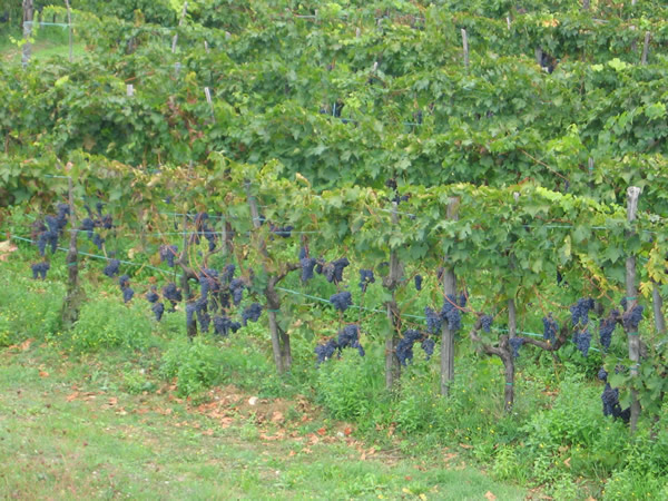 Vinyard in the Chianti region of Tuscany.