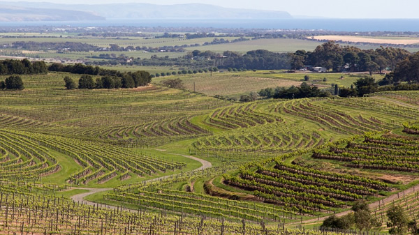 Vineyards in South Australia.