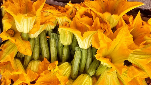 Zucchini flowers are a delicacy very big in Italian cooking.