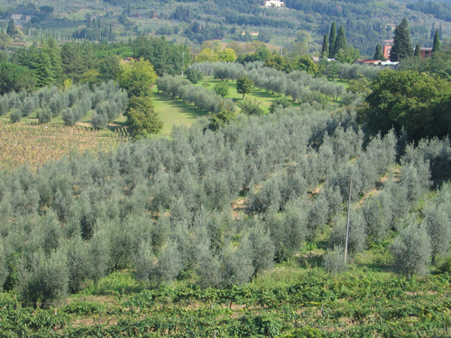 An olive tree landscape in Arezzo, Tuscany.